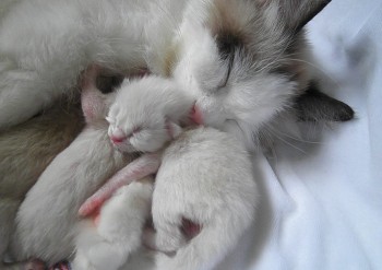 Ginger et son chaton - Chatterie Ragdolls du Val de Beauvoir